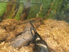 -上海大自然野生昆虫馆