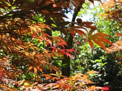 -铁山坪森林公园