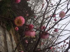 iphone_upload_pic-香雪海