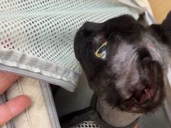 -瑞派康怡24h宠物医院·犬猫医疗中心·微创绝育(瑞景分院)