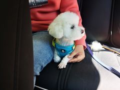 -宠爱国际动物医院· 猫科· 外科·中兽医(长白店)