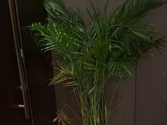 -小仙女采耳·按摩·SPA(深圳旗舰店)