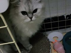 -瑞鹏宠物医院犬猫全科(真大分院)
