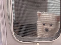 -达爱动物医院·犬猫分区·CT·复杂眼科(远洋山水分院)