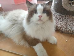 -糯米喵星人总部直营旗舰店·猫舍·幼猫出售