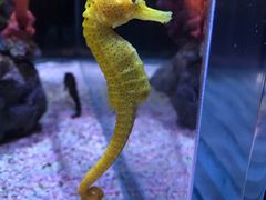 -暹罗海洋世界