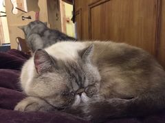 -猫色咖啡·猫咖