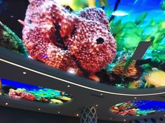 -瑞德姆美人鱼海底演艺主题餐厅(亚龙湾店)