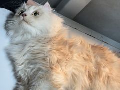 -关爱动物医院·心脏·中兽医·异宠(金牛路分院)