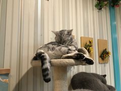 -猫小院猫主题咖啡厅(北锣店)