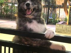 -TrueLove @ Neverland (Husky Cafe)