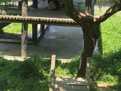 -中国大熊猫保护研究中心雅安碧峰峡基地