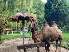 -北京野生动物园