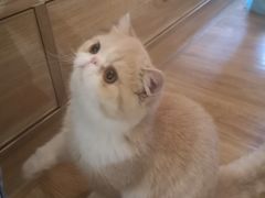 -滚猫咖啡·猫咖·猫友好撸猫(未来城店)