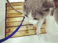 -八公叔叔宠物美容连锁(春申店)