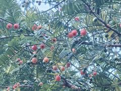 -天目山大树王景区