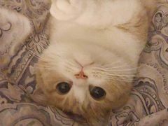 -椰爺爺·椰子冻砵仔糕