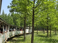 -黄海国家森林公园