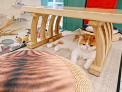 -飞行喵MR PILOT|猫舍·猫咖(静安大融城店)