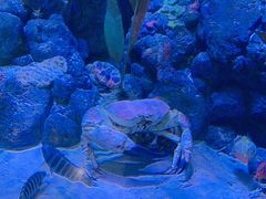 -新加坡海洋生态馆