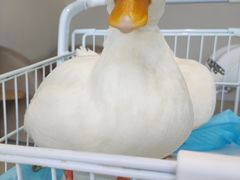 -怪兽屋·羊驼·猫咖·狗咖(俊华广场店)