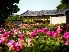 -圆明园遗址公园