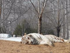 -北京野生动物园