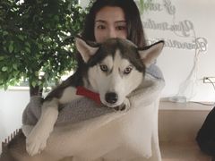 -Husky Go! 哈士奇体验馆·宠物咖啡厅狗咖