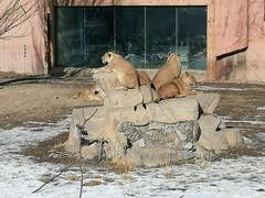 -新疆天山野生动物园