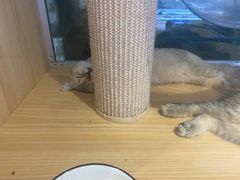 -鼎级派宠物(中南店)