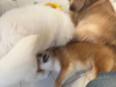 -毛绒耶耶撸宠馆·猫咖·狗咖·荷兰猪咖