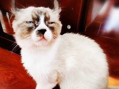 -猫小院猫主题咖啡厅(北锣店)