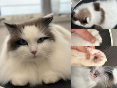 -老吴的猫·猫舍(新区店)