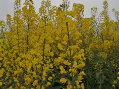 -中国天府农业博览园