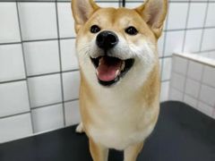 -宠物之家Pets Home 宠物寄养酒店