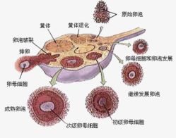 -邢台妇产医院