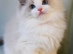 -lincat·猫舍(广州店)