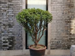 -糖房咖啡(南锣鼓巷店)