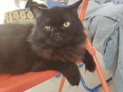 -平行世界·猫咖(首经贸店)