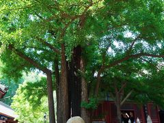 -红螺寺