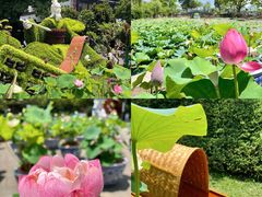 -无锡蠡湖国家湿地公园-蠡园