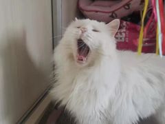 -宠颐生中康贝怡动物医院