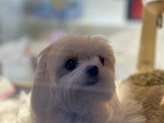 -FAELING PETS美天灵宠物(富力广场店)