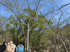 -大岭沟猕猴桃谷风景区