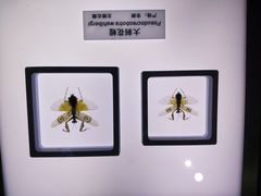 -上海昆虫博物馆