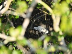 -北海金海湾红树林生态旅游区