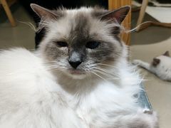 -藏猫猫咖啡主题馆(中央大道店)