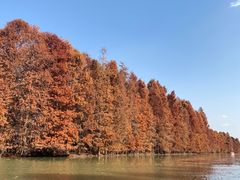 -上海海湾国家森林公园