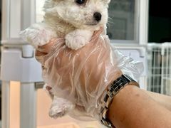 -翊宠yipet猫狗购宠庄园