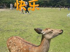 -奈良公园